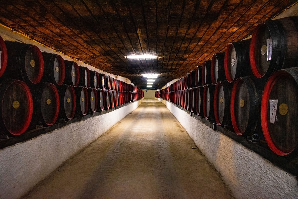 Rows of large oak wooden barrels in a dimly lit wine cellar.