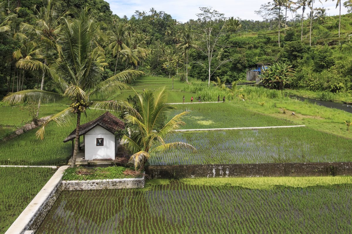 Lush green rice terrace in Muncan with traditional hut and palm trees