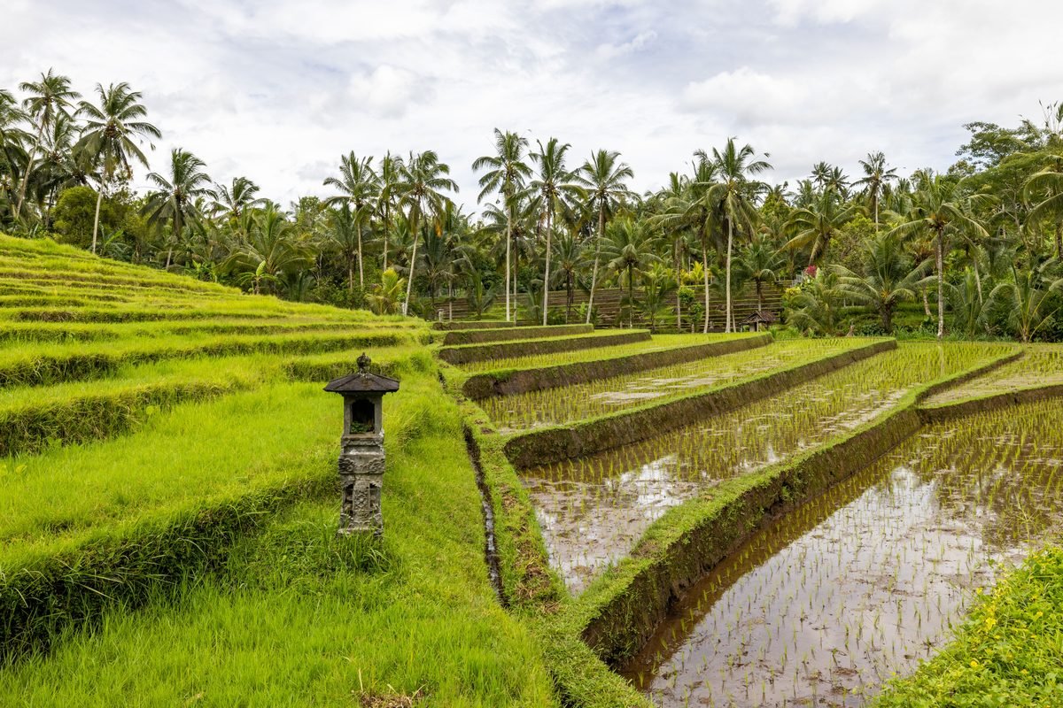 Scenic view of terraced rice fields surrounded by towering palm trees