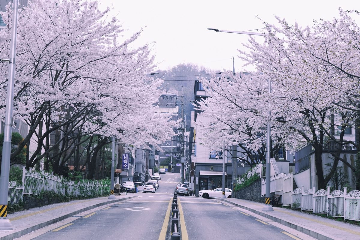 Quiet street lined with blooming cherry blossom trees during springtime