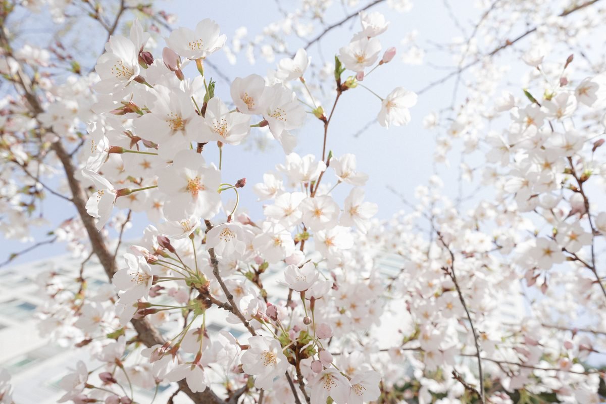 Close-up of delicate white cherry blossoms against a bright sky