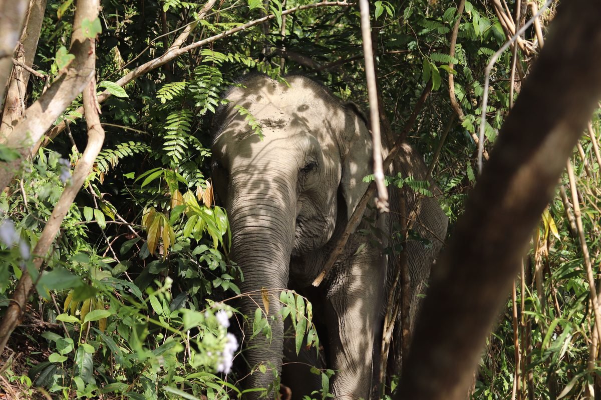 Asian elephant in the jungle foliage of Chiang Mai