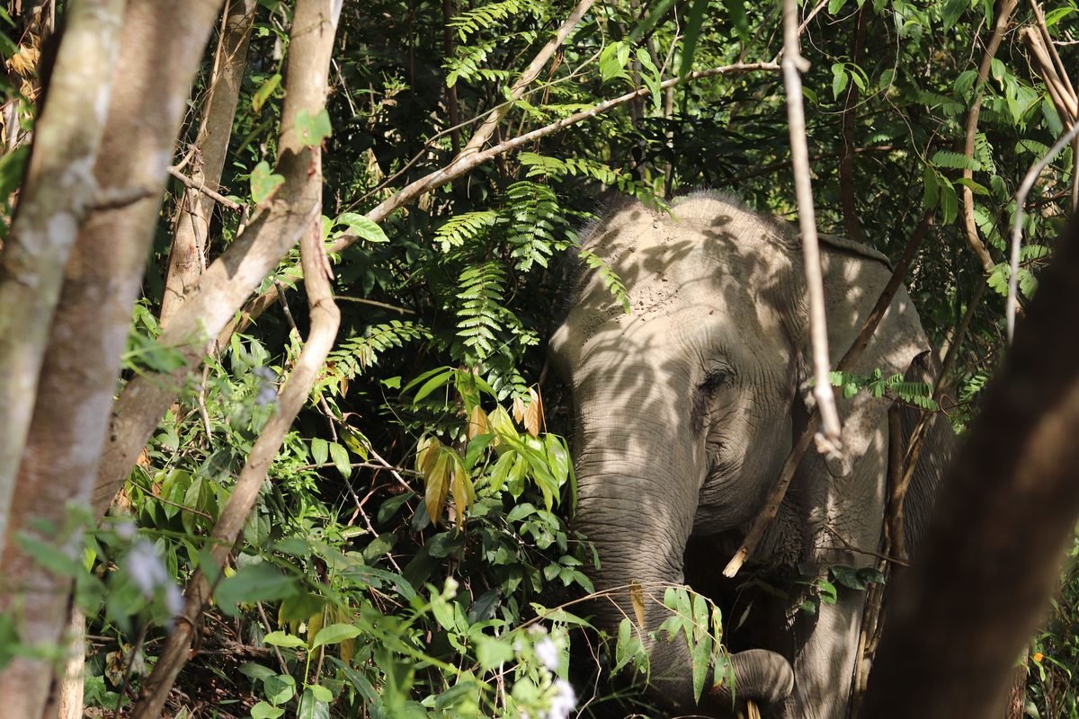 Elephant in dense jungle vegetation in Chiang Mai