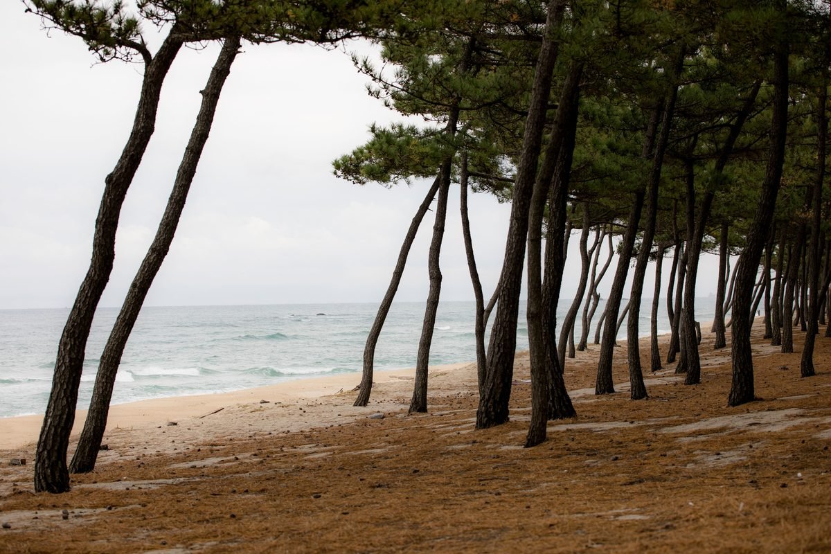 Leaning pine trees along a sandy beach by the ocean