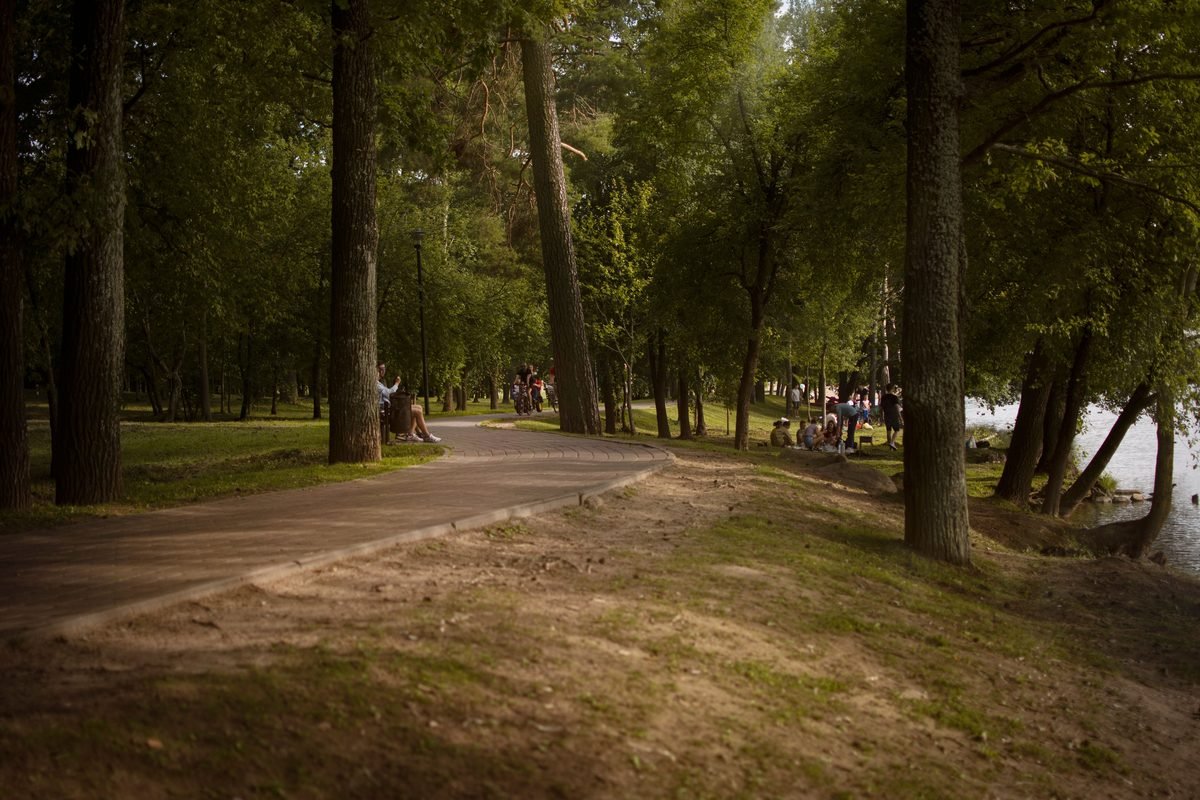 Sunlit pathway winding through a lush park surrounded by tall trees.