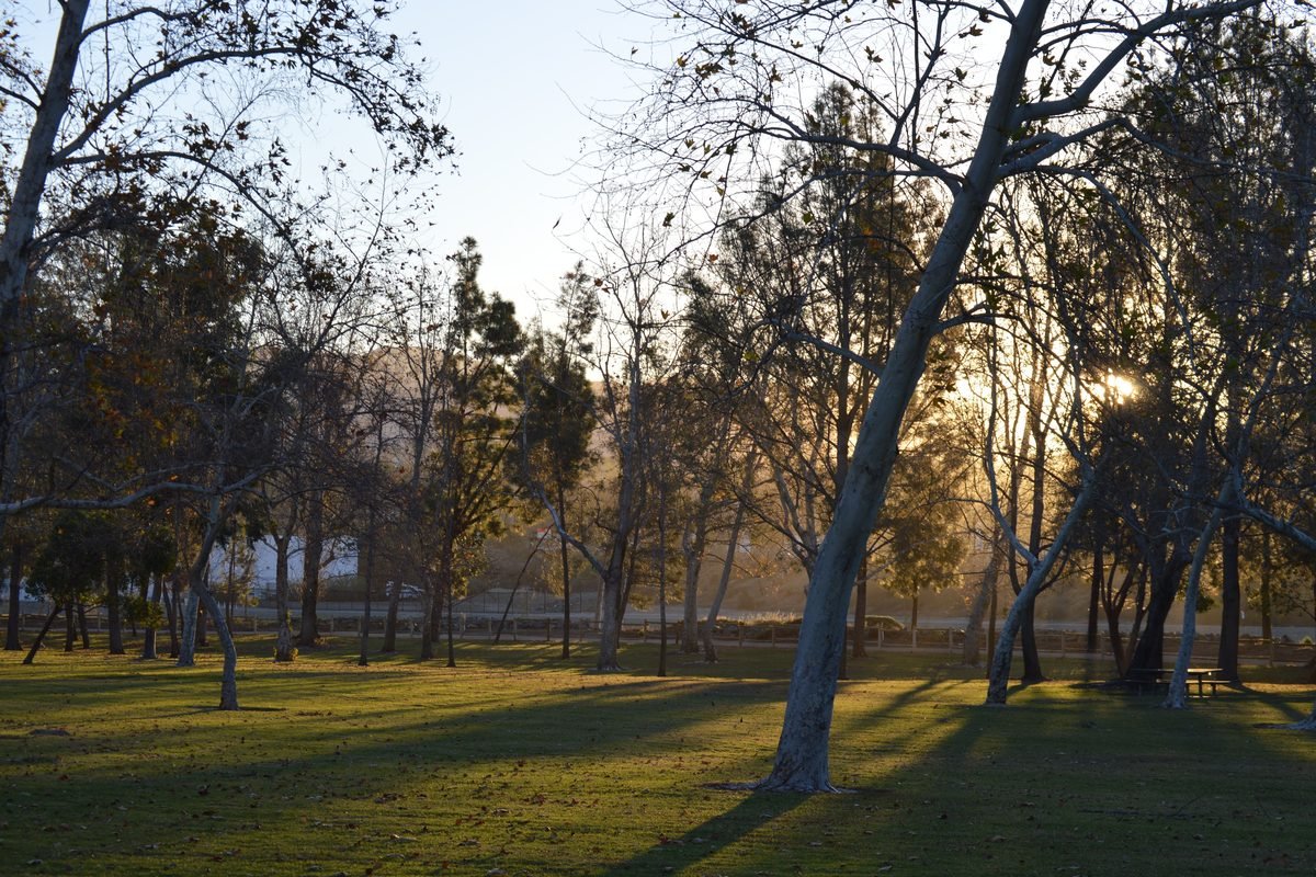 Winter park with leafless trees casting long shadows on the grass.