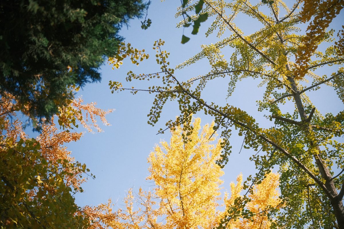 Golden autumn leaves reaching toward a bright blue sky.