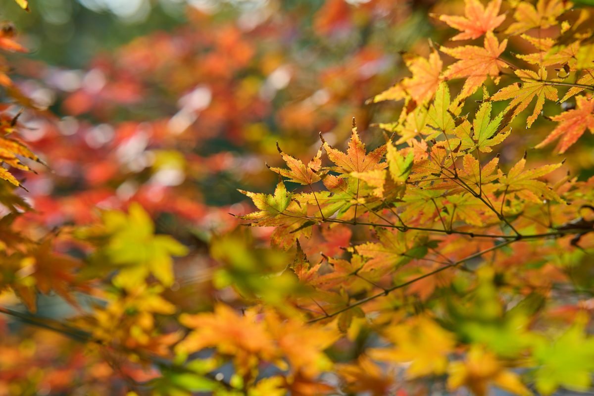Detailed close-up of colorful autumn maple leaves.