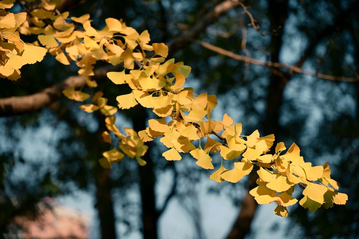 Branch of golden ginkgo leaves bathed in autumn sunlight