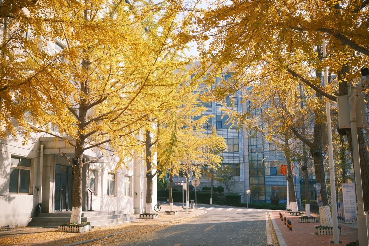 Peaceful urban street lined with vibrant yellow ginkgo trees in autumn