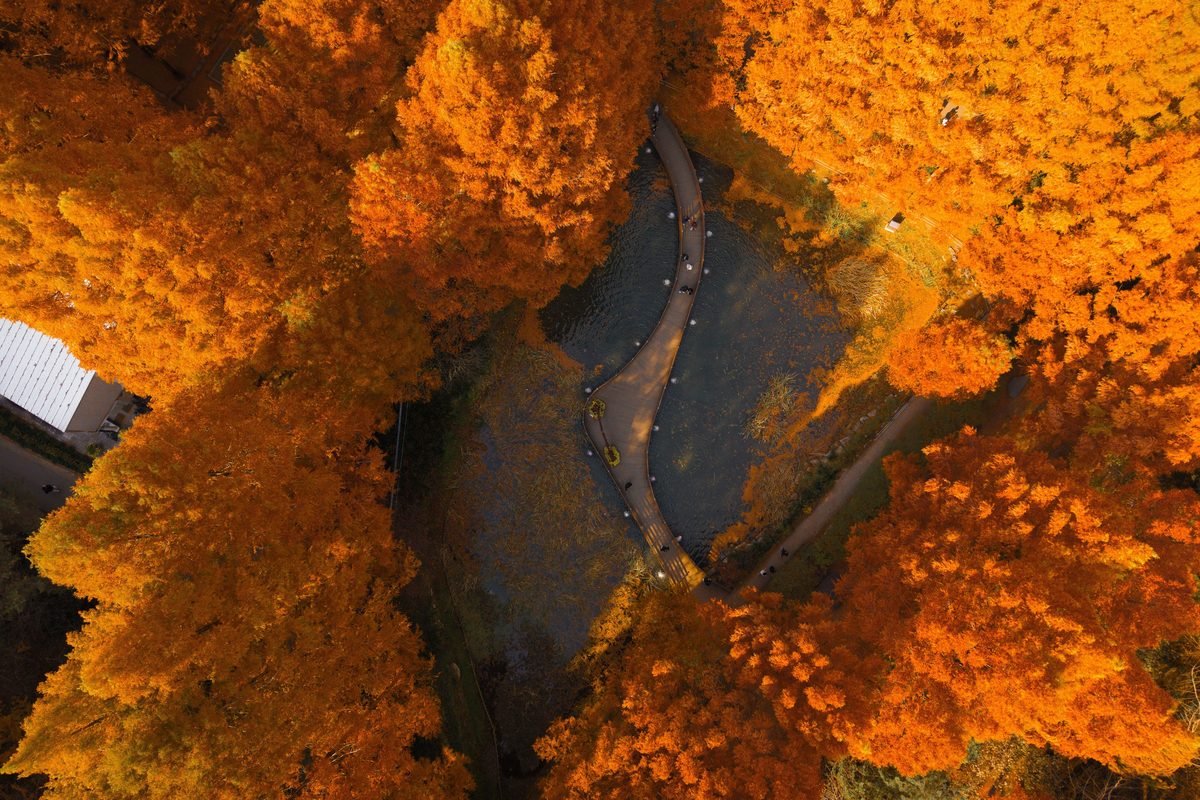 Aerial shot of a park with vibrant autumn foliage in South Korea featuring a winding walkway