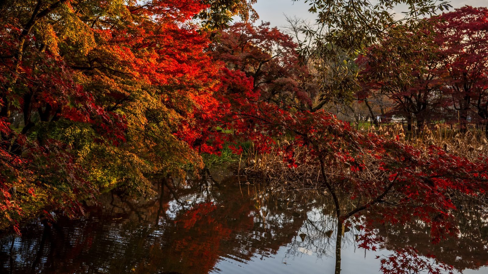 Vibrant autumn leaves reflecting on a calm pond during a fall day