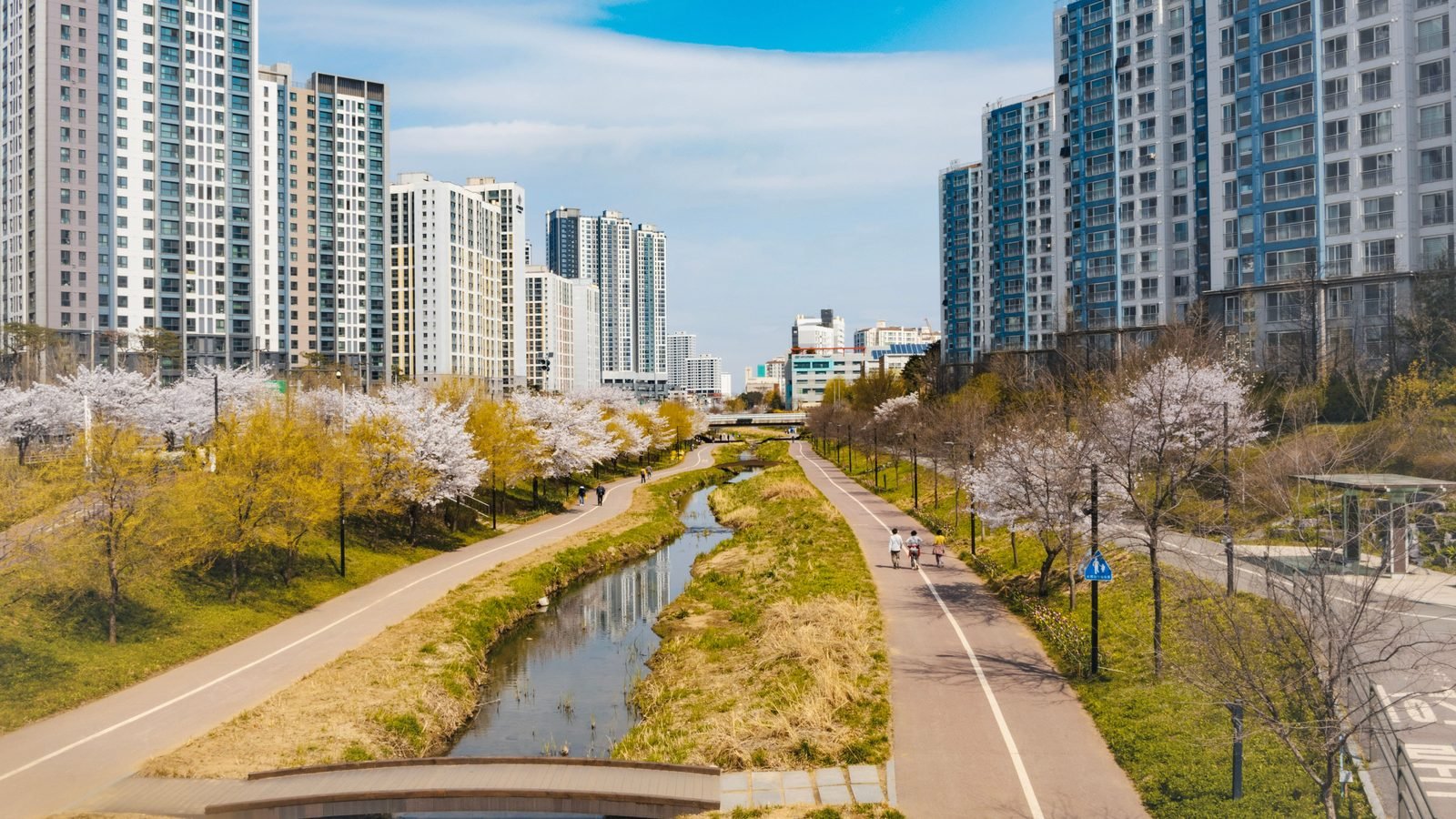 A small wooden bridge crosses a narrow stream lined with blooming cherry trees and tall apartments