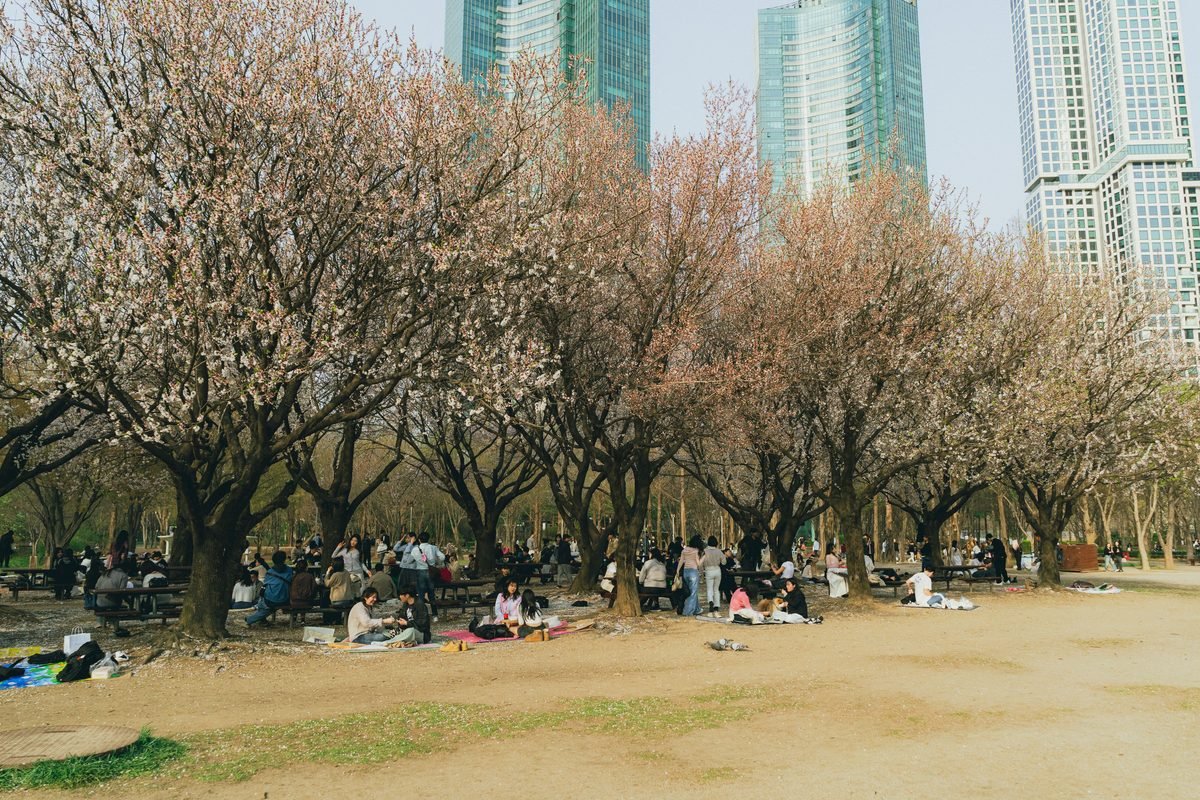 People enjoying a picnic under large cherry blossom trees with tall skyscrapers in Seoul