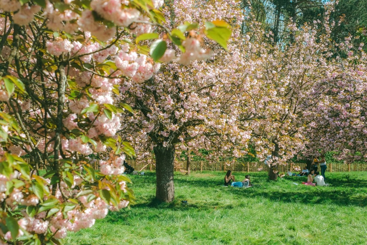 People relaxing on picnic blankets under vibrant pink cherry blossom trees in a park