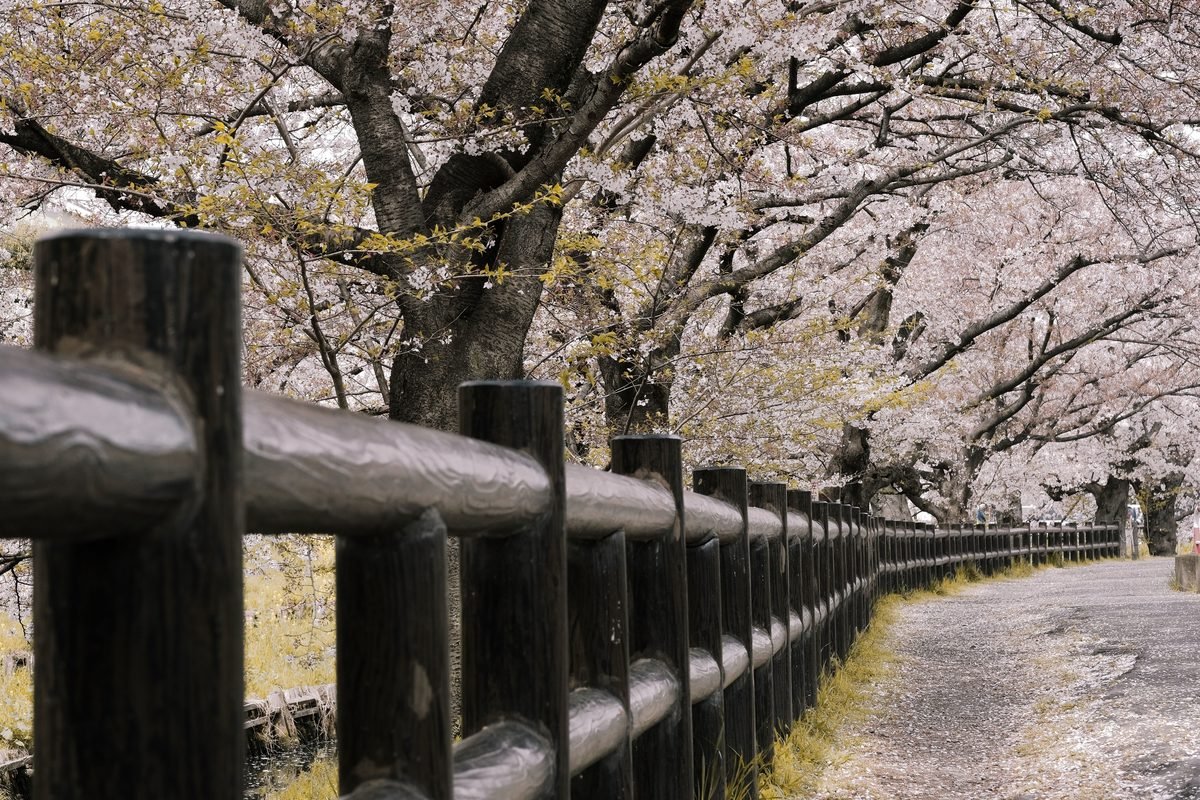 A quiet pathway flanked by dark wooden railing and blooming cherry trees