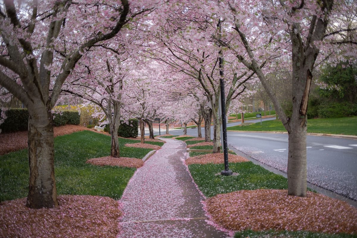 A serene walkway covered with pink petals beneath blooming cherry trees