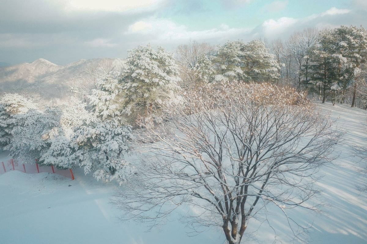 Snow-covered pine trees and winter landscape in Gangwon-do South Korea