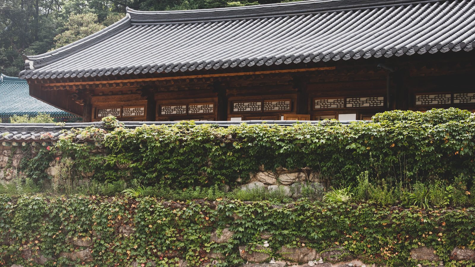 Traditional Korean temple roof behind an ivy covered stone wall