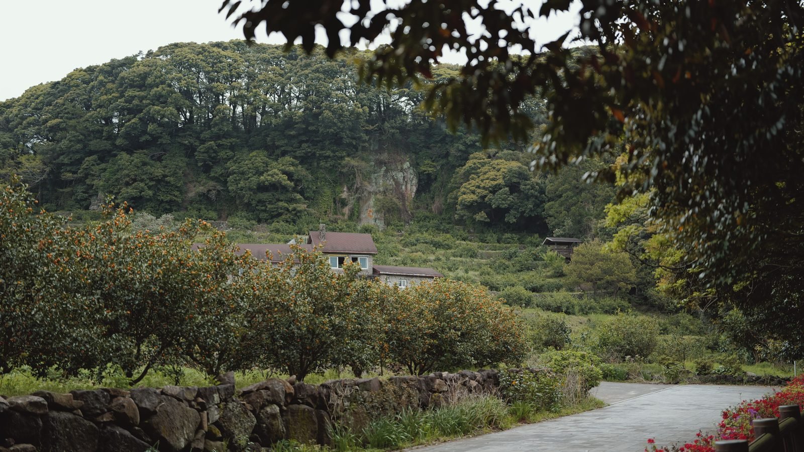 Peaceful rural path lined with citrus trees on Jeju Island