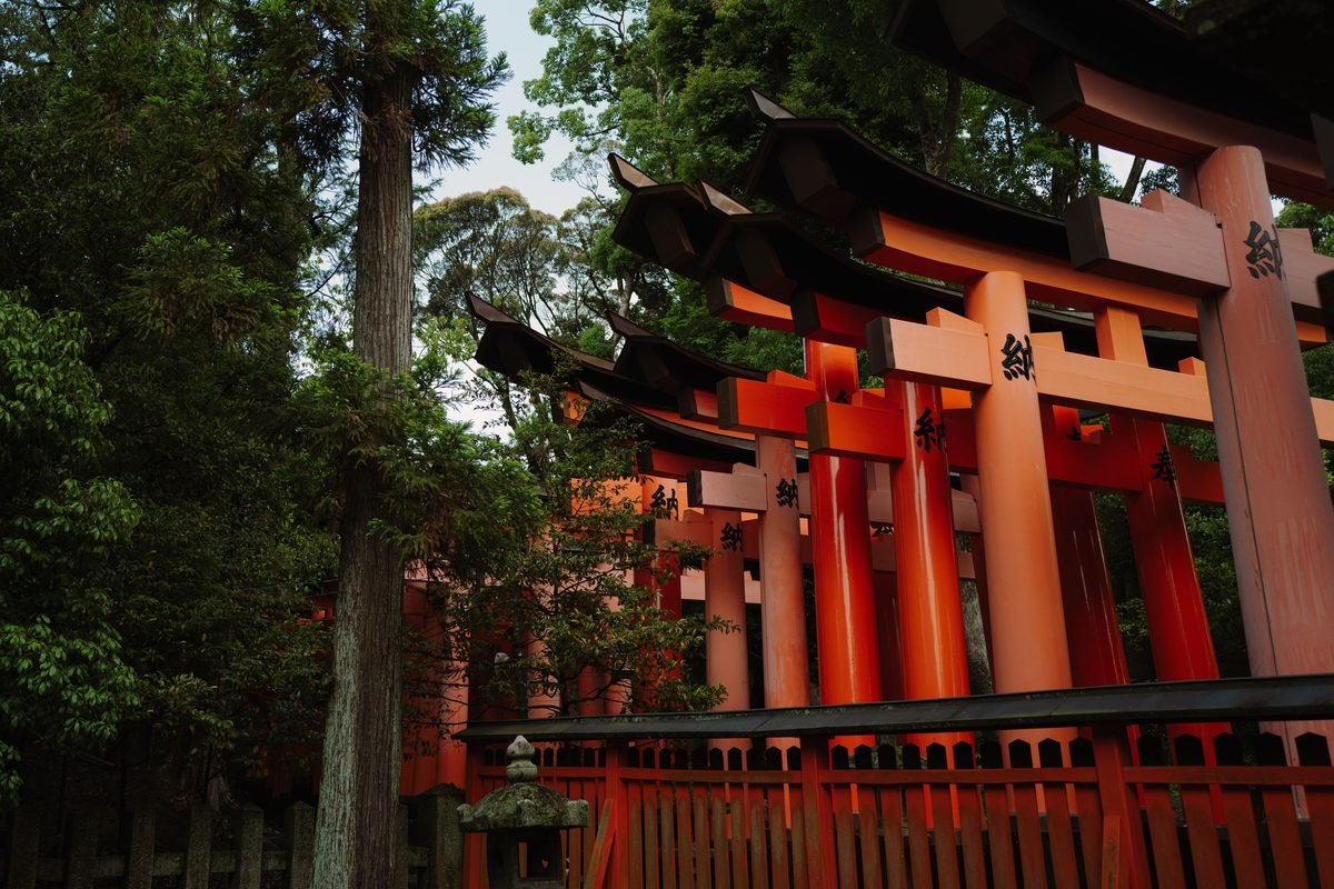 Bright orange torii gates winding up a forested path.