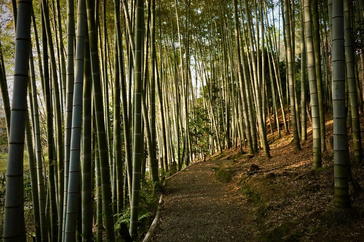 Tall green bamboo stalks towering overhead along a stone pathway.