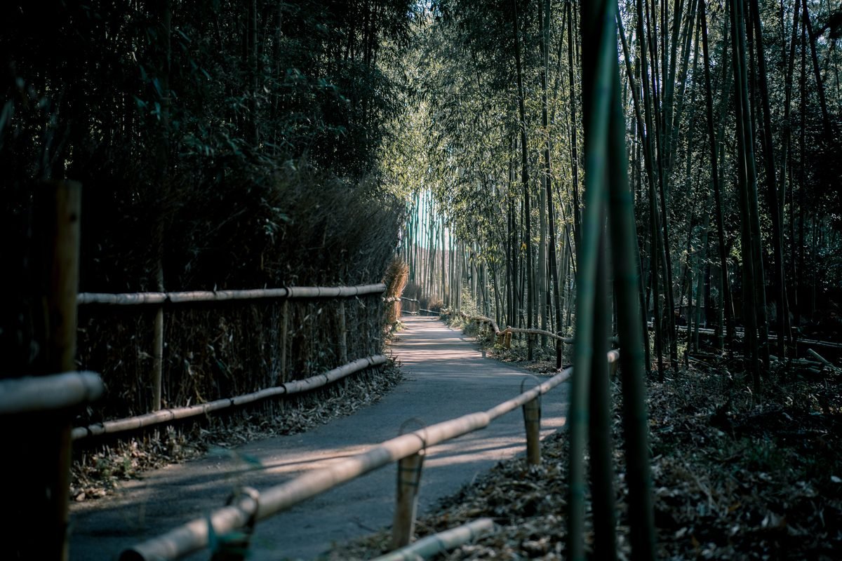 Serene bamboo pathway in Arashiyama surrounded by lush nature.