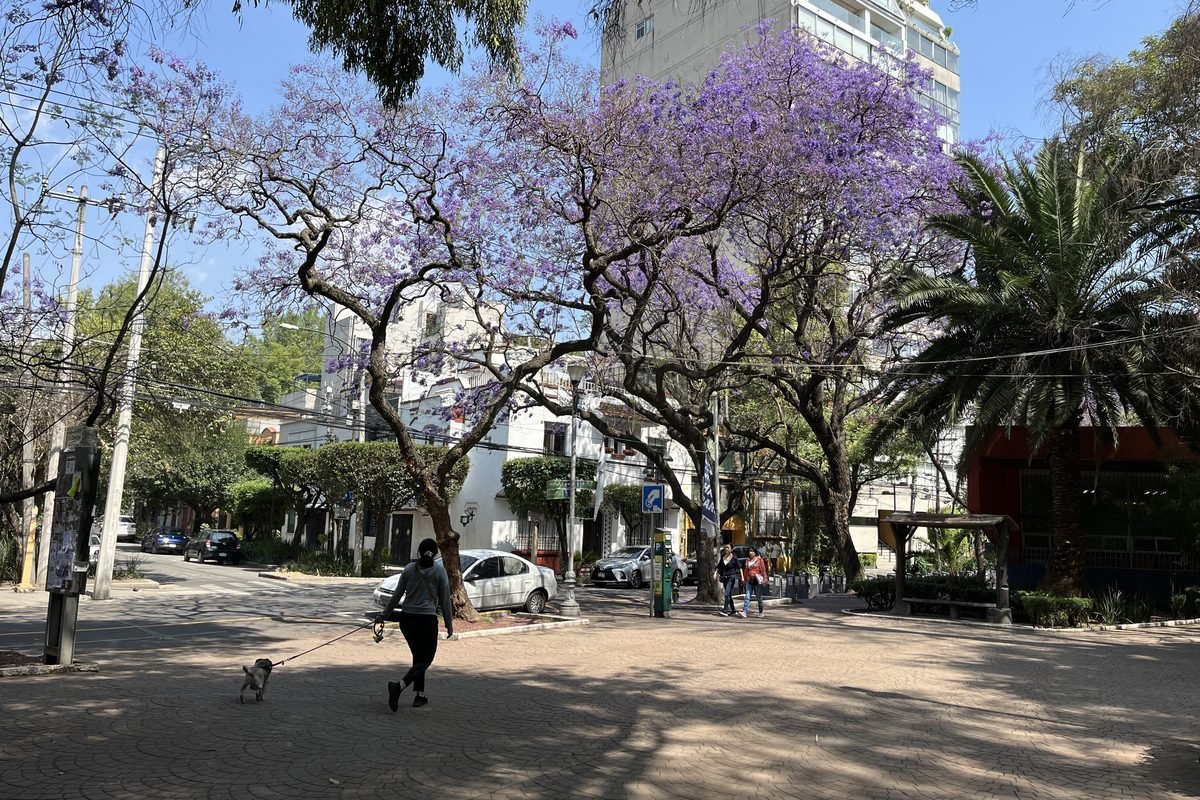 Jacaranda trees in bloom over a quiet street in Condesa, Mexico City