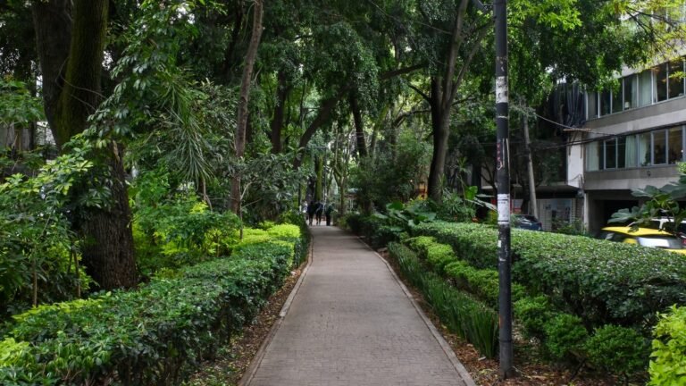 Green tree-lined walking path in Condesa, Mexico City