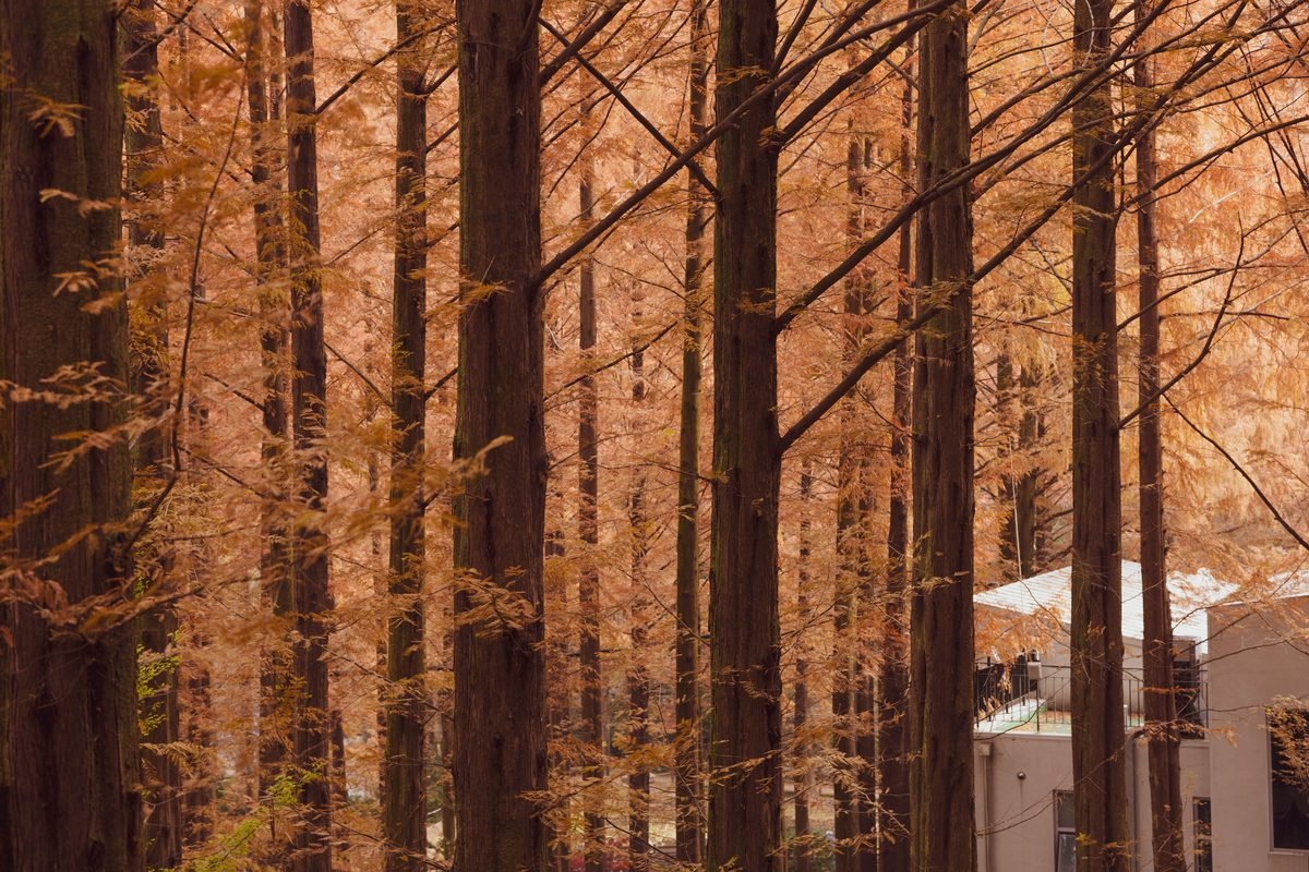A dense forest filled with tall autumn trees featuring orange and brown foliage