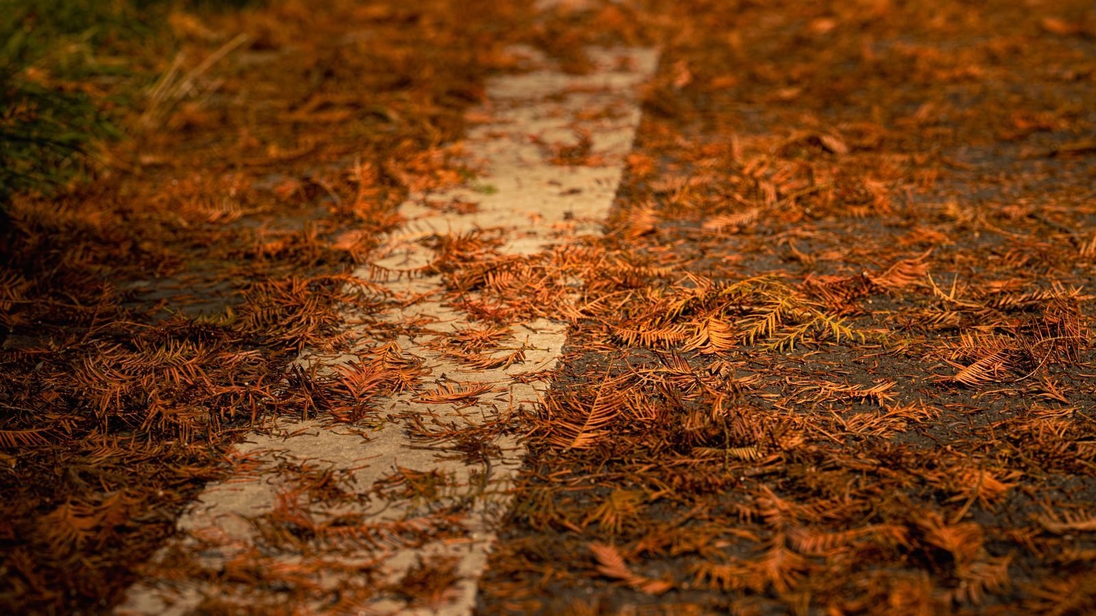A straight pathway covered in fallen brown leaves, best matching the hero requirement
