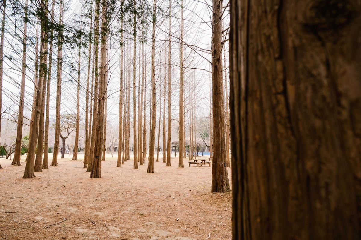 A forest of tall, slender bare trees standing closely together