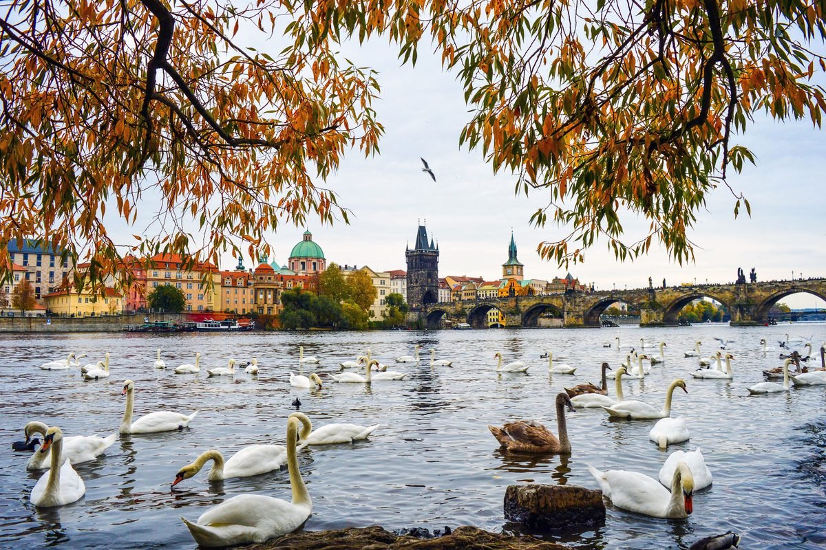 Swans on the Vltava River with autumn foliage framing Prague