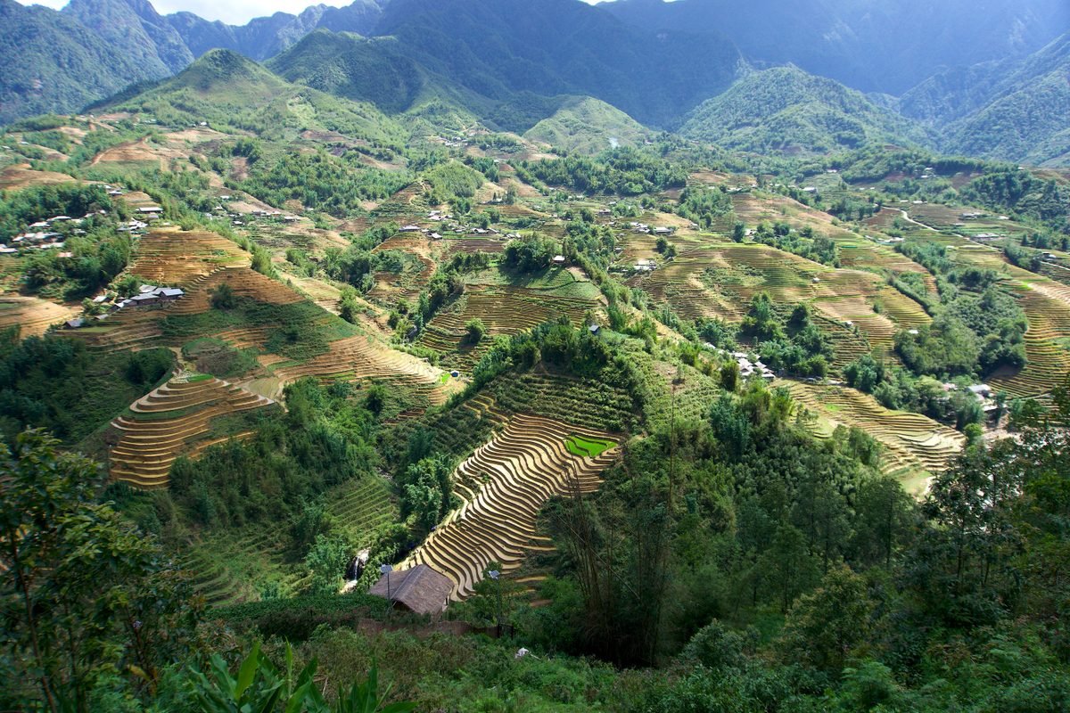 Close-up view of green and yellow rice plants in an agricultural field.