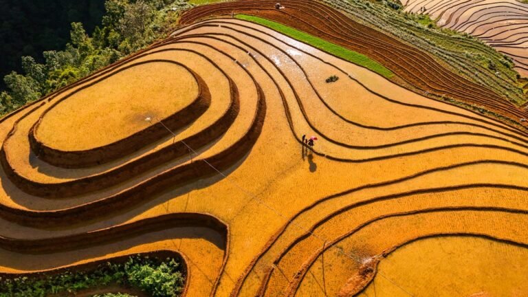 Aerial view of golden terraced rice fields in Vietnam.