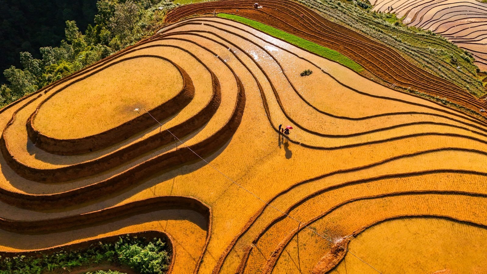 Aerial view of golden terraced rice fields in Vietnam.