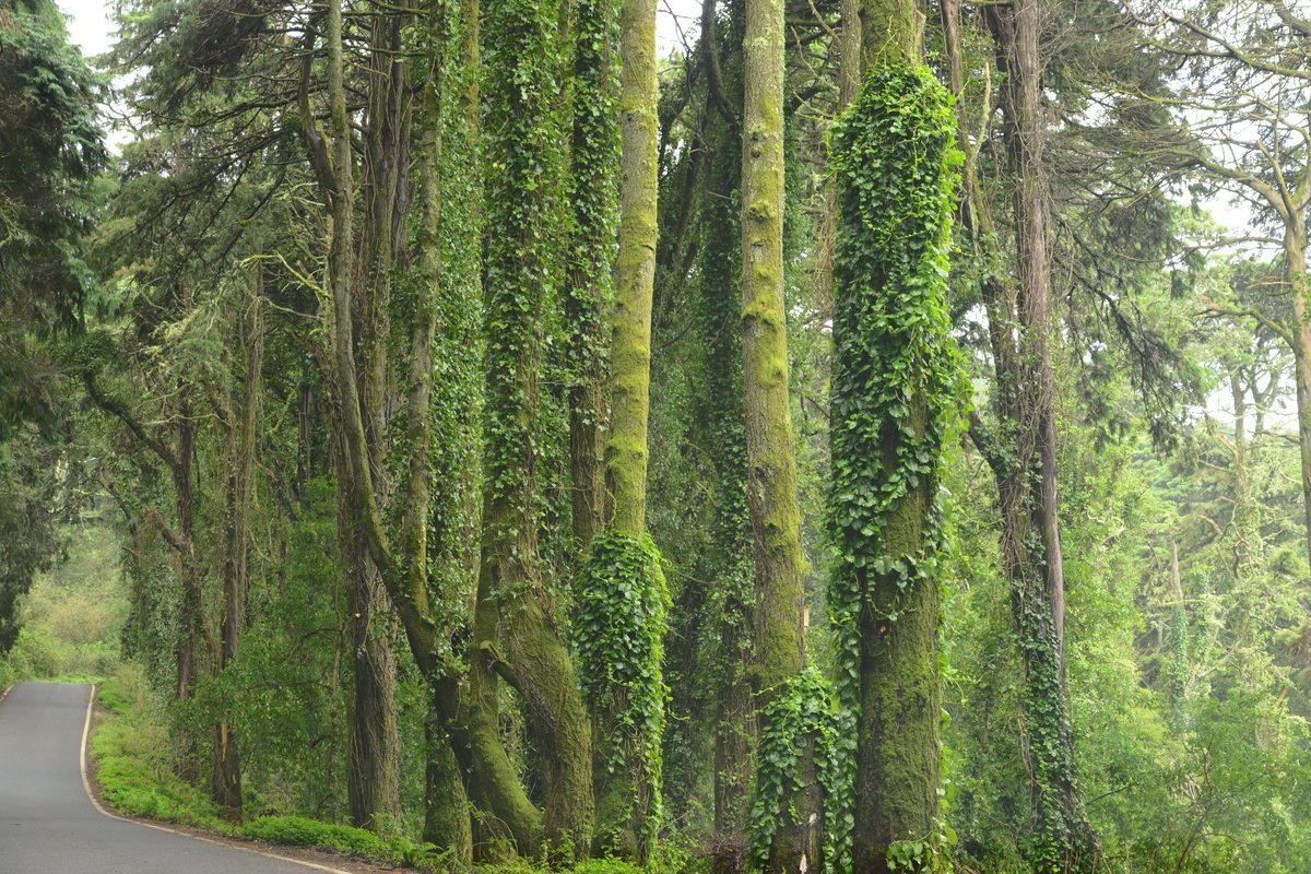 Peaceful forest road surrounded by lush greenery and towering trees