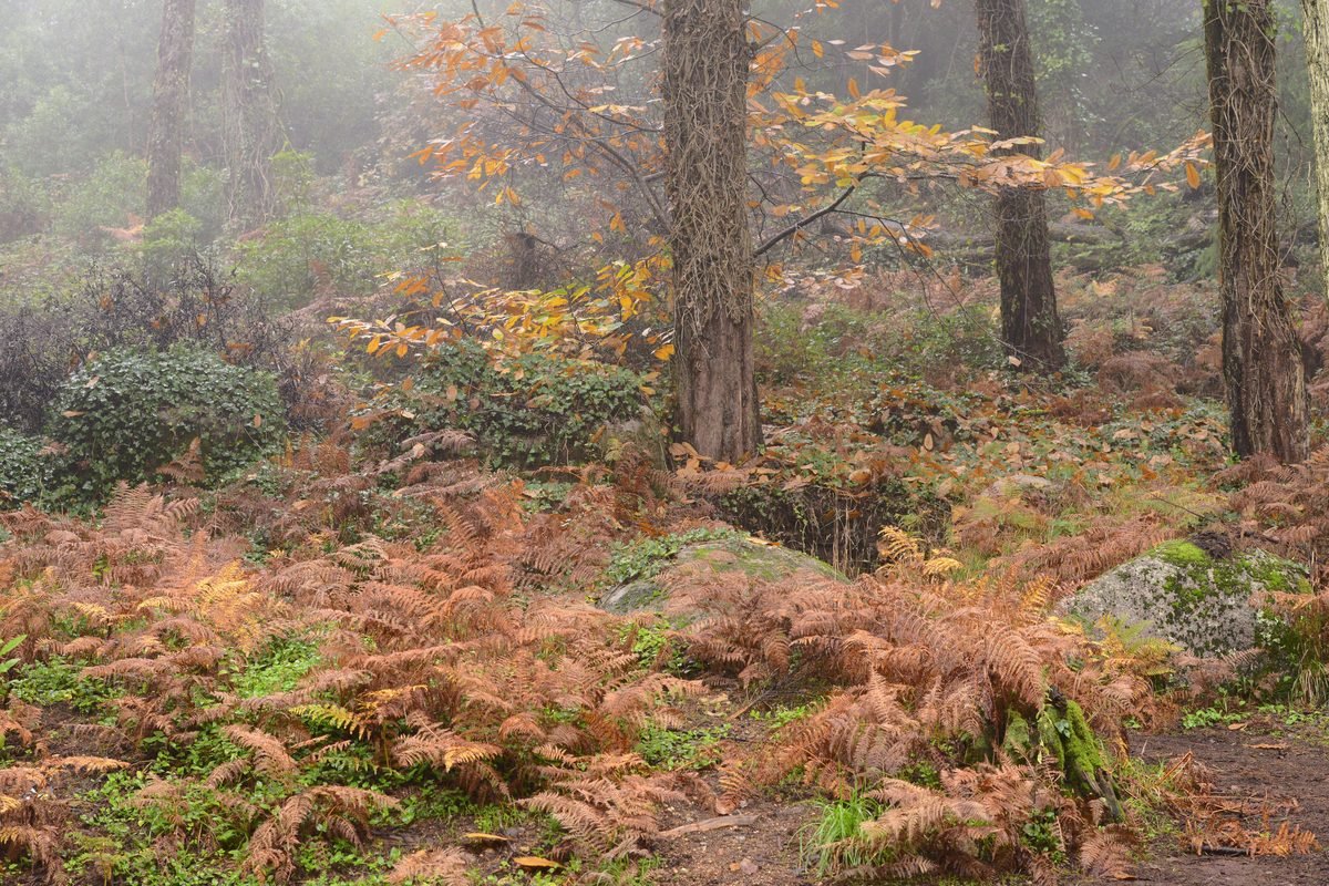 Misty forest floor with autumn ferns in Sintra