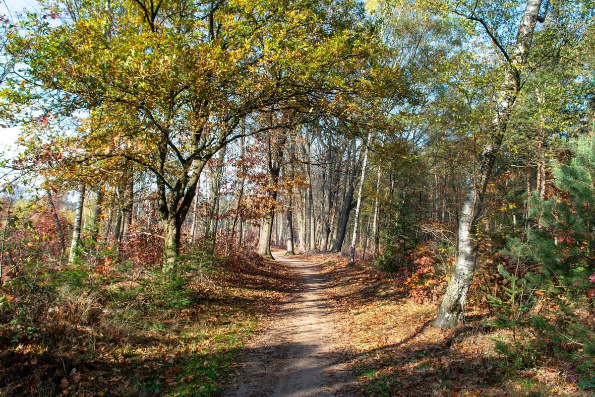 Serene forest path lined with autumn foliage
