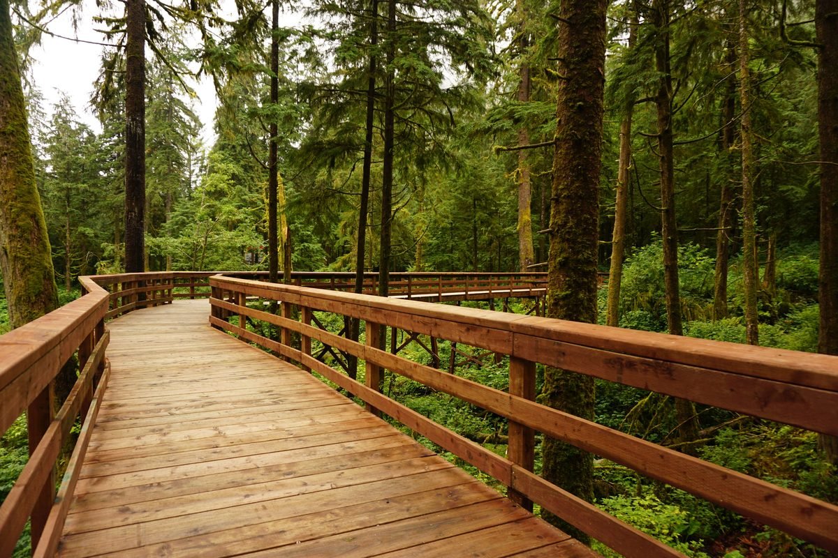 A serene wooden boardwalk curves through a lush green forest.
