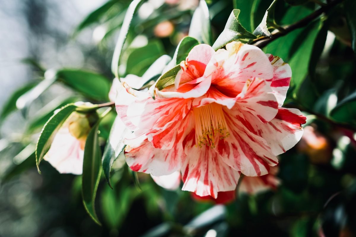 Pink camellia blossom surrounded by green leaves