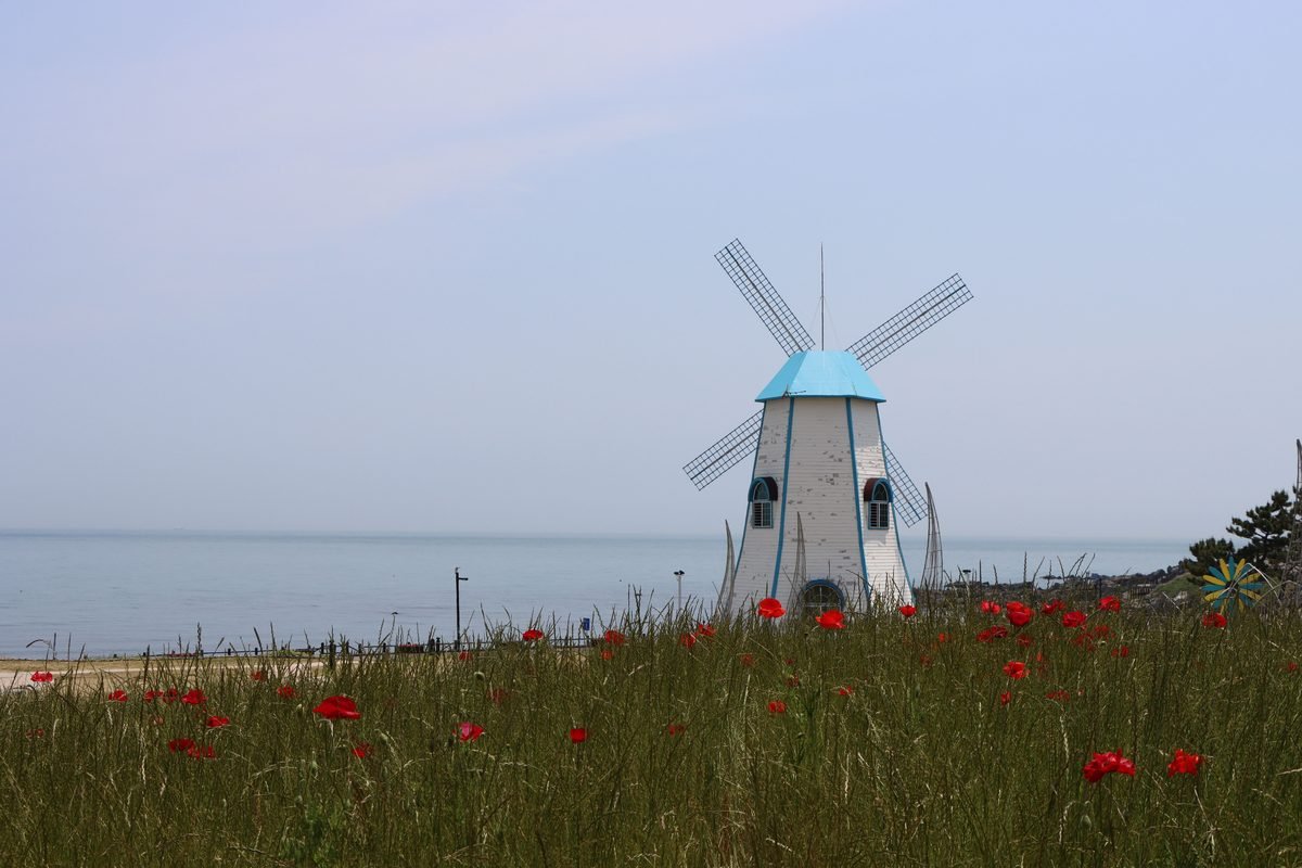 A small seaside windmill surrounded by red poppies and grass.