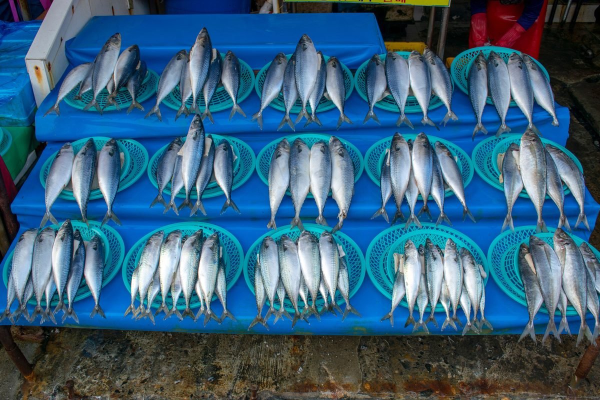 Colorful arrangement of fresh fish displayed on blue baskets at a market.
