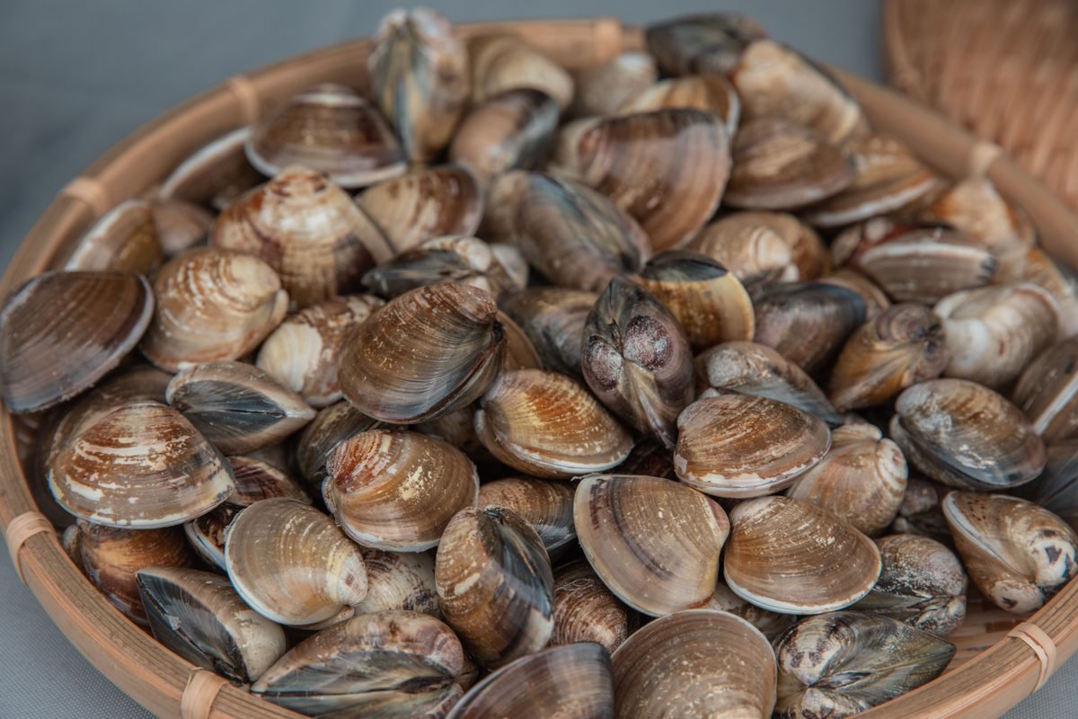 Fresh clams in a bamboo basket