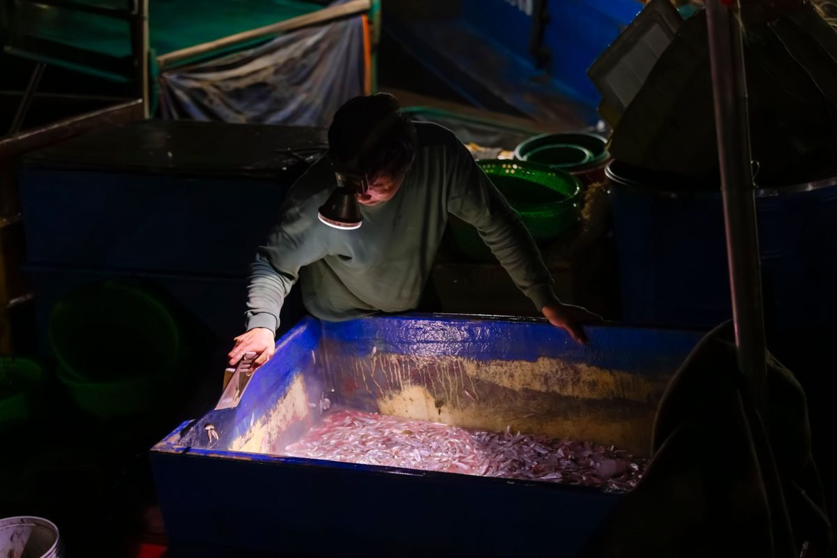 Fisherman sorting fish in a blue container at night