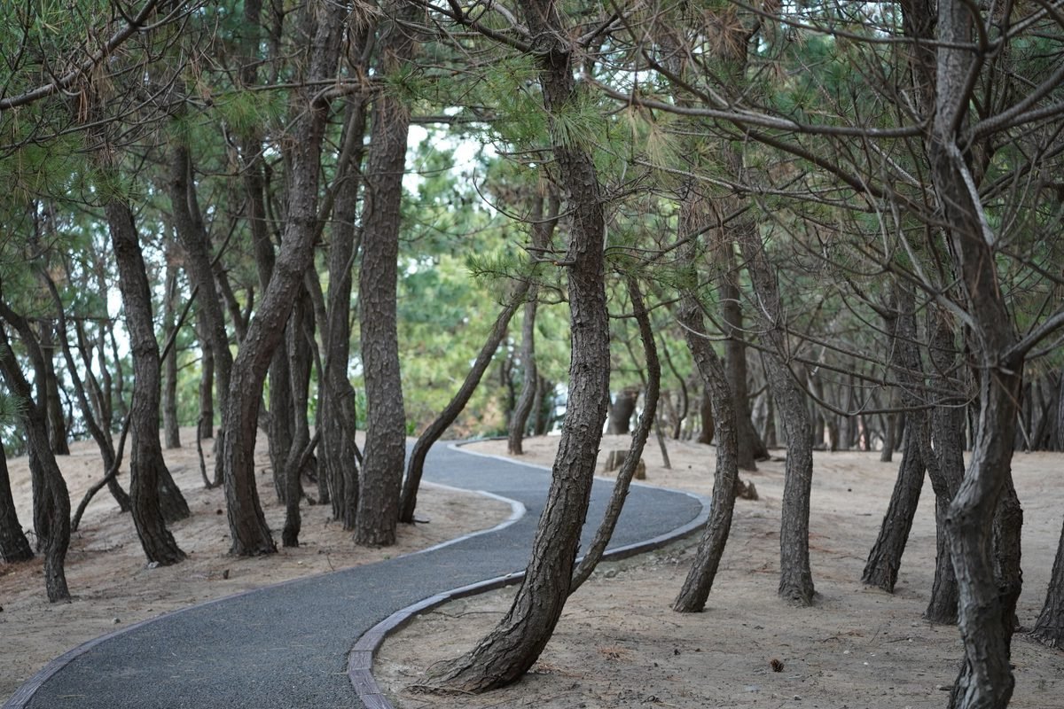 Winding paved path through a forest of twisting pine trees