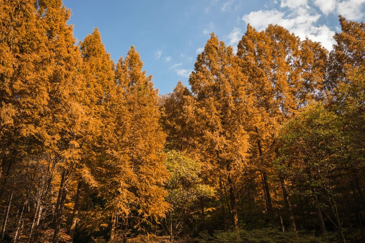 Sunlit autumn forest in South Korea with golden foliage