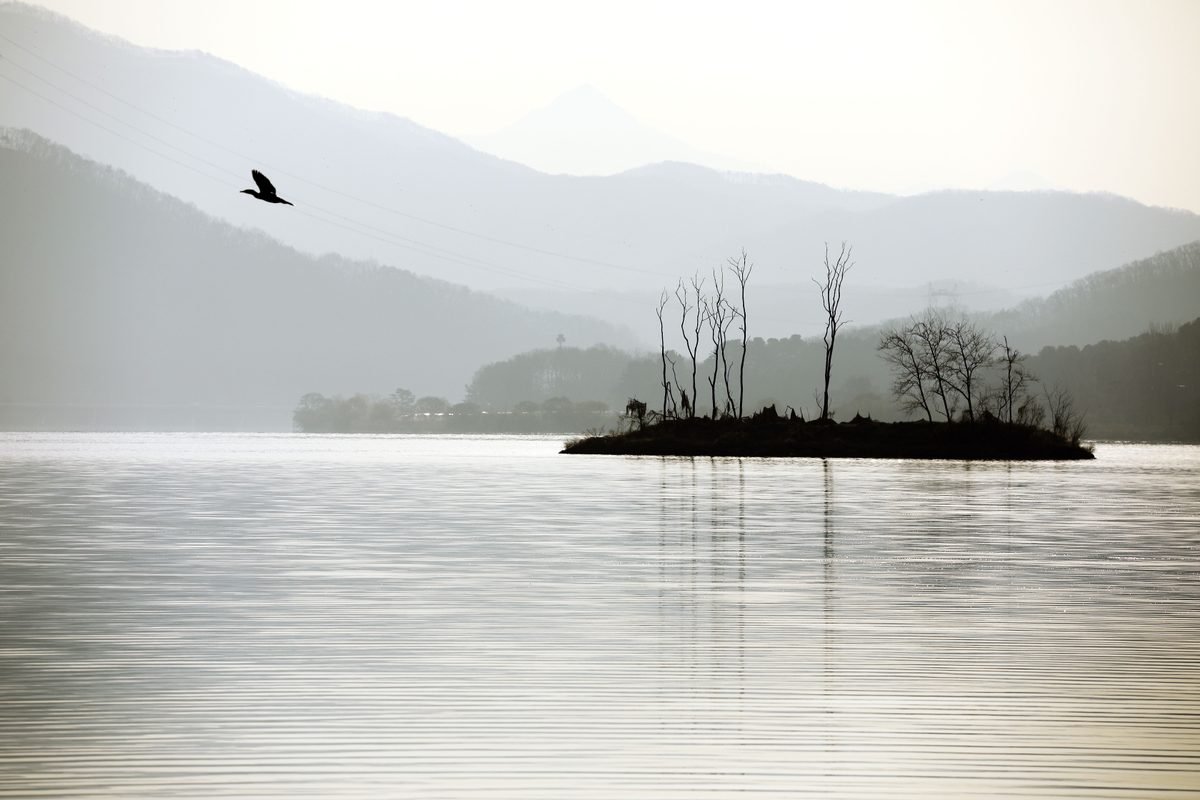 Tranquil lake landscape with a misty island and flying bird in South Korea