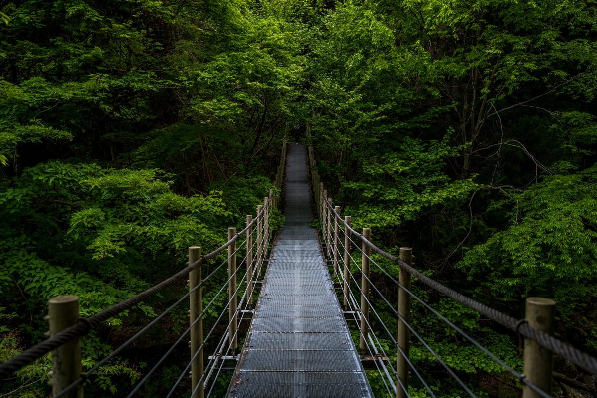 Metal suspension bridge leading through lush green forest