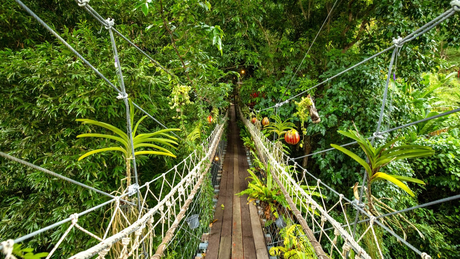 Hanging bridge surrounded by vibrant green trees